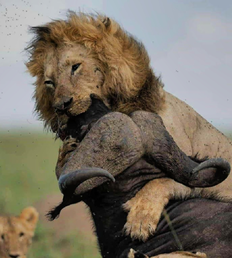 image_lion_on_the_hunt_in_kenya