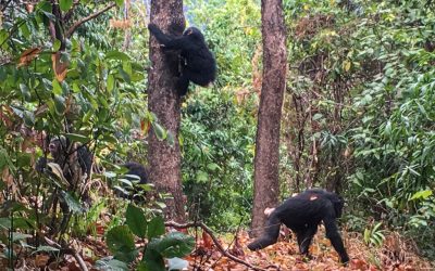 Chimpanzee trekking safari Mahale and Gombe stream 7 days