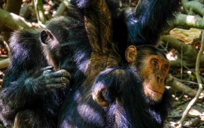 Chimpanzee Life Tour Mahale Mountain National Park – 4 days