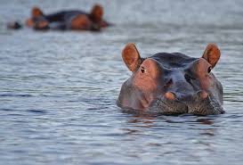 Katavi game package safari 4 days